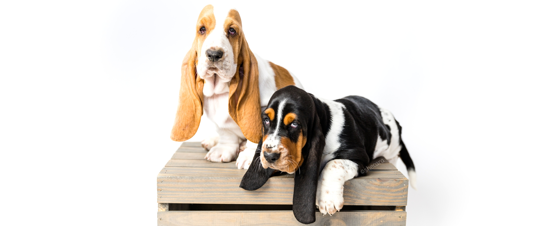two basset hound puppies