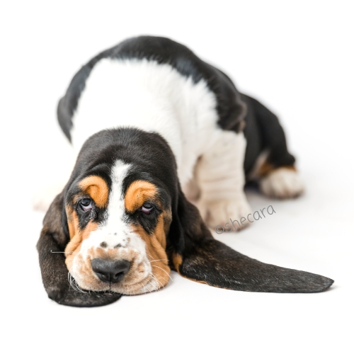 a shecara basset hound puppy