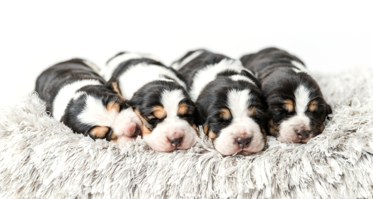 litter of basset hound puppies