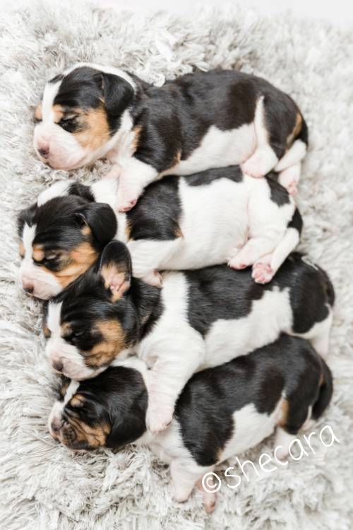 Litter of Basset Hound puppies