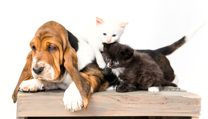 Basset hound puppy with kittens