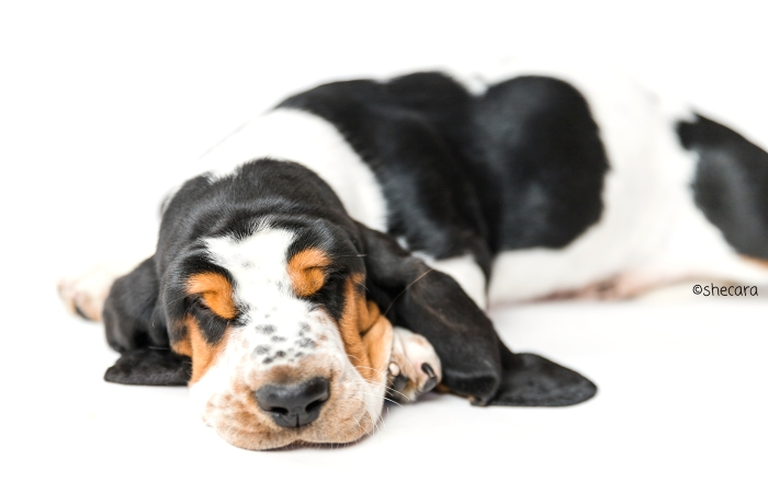 sleeping basset hound puppy