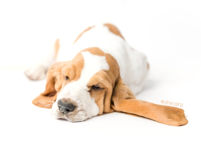 Red White Basset Hound Puppy