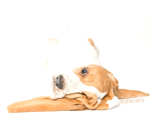 basset hound puppy upside down