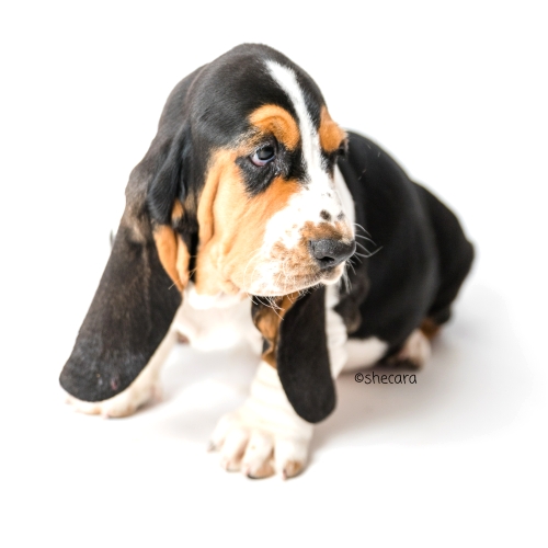 tricolor basset hound puppy sitting