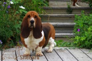 Shecaras Tell A Tale, twyla the basset hound