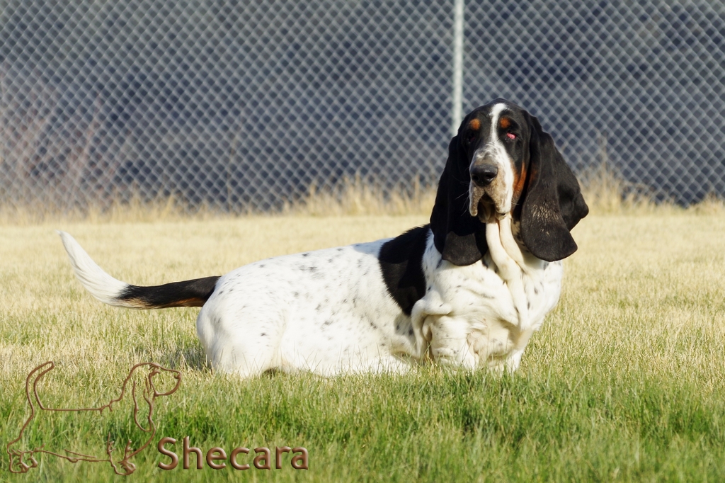 Big Long Blue's Beckham, basset hound