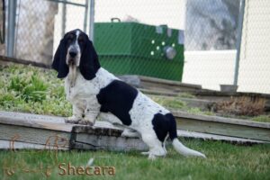 Big Long Blue's Beckham, basset hound