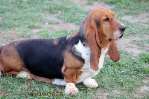 Shecaras One more Story, basset hound