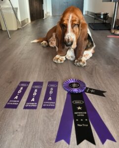 Basset Hound Nosework Ribbons