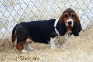 Shecaras Flawless Florence the basset hound