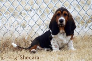 Shecaras Flawless Florence the basset hound