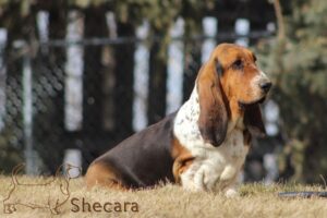 Shecaras Flawless Florence the basset hound