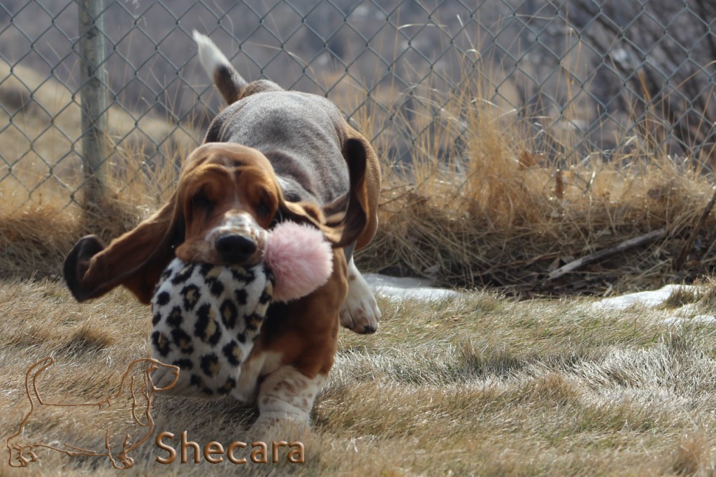 Shecaras Flawless Florence the basset hound