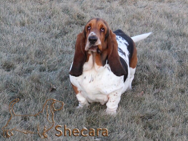 shecaras Hallmark, brix the basset hound