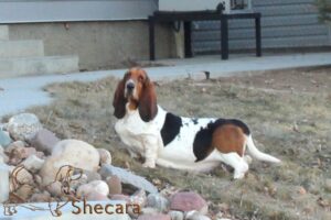Shecaras Hallmark, Brix the Basset Hound