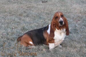 shecaras Spin Me A Yarn, Fable the basset hound