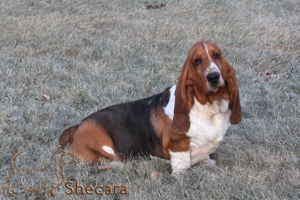 shecaras Spin Me A Yarn, Fable the basset hound