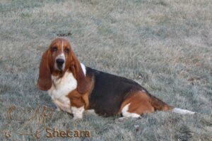 shecaras Spin Me A Yarn, Fable the basset hound