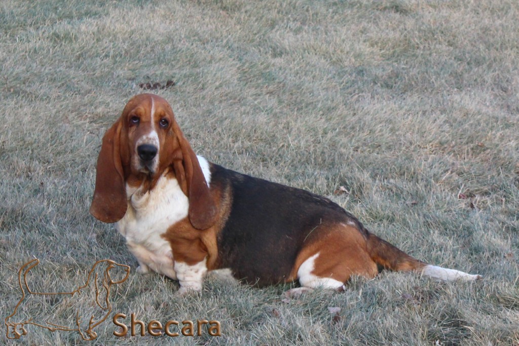 shecaras Spin Me A Yarn, Fable the basset hound