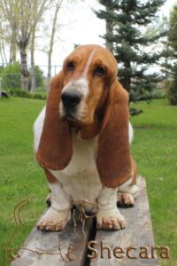 shecaras Spin Me A Yarn, Fable the basset hound