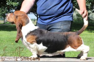 Shecaras Front Page News, Scandal