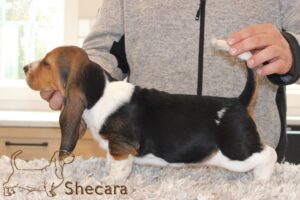 shecaras Spin Me A Yarn, Fable the basset hound