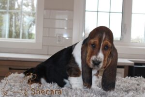 shecaras Spin Me A Yarn, Fable the basset hound