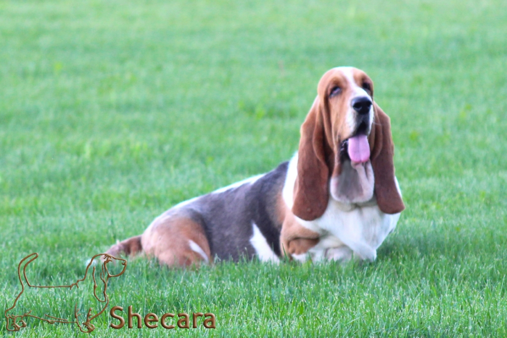 Shecaras Jersey Dawn, the Basset Hound