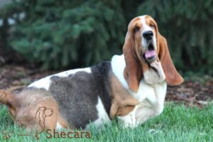 Shecaras Jersey Dawn